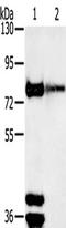 Tripartite Motif Containing 3 antibody, TA351605, Origene, Western Blot image 