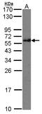 Intraflagellar Transport 74 antibody, LS-C185788, Lifespan Biosciences, Western Blot image 