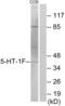 5-Hydroxytryptamine Receptor 1F antibody, abx013885, Abbexa, Western Blot image 
