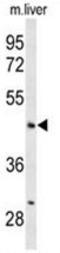 Angiopoietin Like 4 antibody, AP50178PU-N, Origene, Western Blot image 