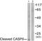Caspase 9 antibody, LS-C121034, Lifespan Biosciences, Western Blot image 