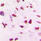S-Phase Kinase Associated Protein 2 antibody, LS-C352844, Lifespan Biosciences, Immunohistochemistry paraffin image 