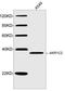 Aldo-keto reductase family 1 member C2 antibody, LS-C203014, Lifespan Biosciences, Western Blot image 