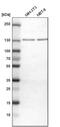 Extended Synaptotagmin 1 antibody, PA5-53506, Invitrogen Antibodies, Western Blot image 
