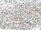Family With Sequence Similarity 3 Member A antibody, CSB-PA938413, Cusabio, Immunohistochemistry paraffin image 