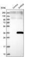 Dehydrogenase/Reductase 9 antibody, PA5-57685, Invitrogen Antibodies, Western Blot image 