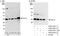 Four And A Half LIM Domains 2 antibody, A300-332A, Bethyl Labs, Immunoprecipitation image 