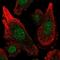 Microsomal Glutathione S-Transferase 3 antibody, NBP2-58678, Novus Biologicals, Immunocytochemistry image 