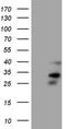 Protein orai-2 antibody, NBP2-46295, Novus Biologicals, Western Blot image 