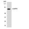 Amphiphysin antibody, LS-C200124, Lifespan Biosciences, Western Blot image 
