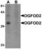2-Oxoglutarate And Iron Dependent Oxygenase Domain Containing 2 antibody, LS-B7034, Lifespan Biosciences, Western Blot image 