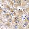 Pancreatic alpha-amylase antibody, FNab00382, FineTest, Immunohistochemistry frozen image 