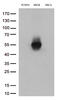 MHC Class I Polypeptide-Related Sequence B antibody, TA813500S, Origene, Western Blot image 