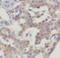 Cysteine Rich Secretory Protein 3 antibody, FNab01980, FineTest, Immunohistochemistry paraffin image 