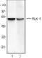 Polo Like Kinase 1 antibody, TA328019, Origene, Western Blot image 