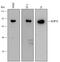 NLR Family Pyrin Domain Containing 10 antibody, MAB6606, R&D Systems, Western Blot image 
