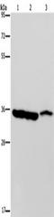 Malate dehydrogenase, cytoplasmic antibody, TA350161, Origene, Western Blot image 