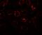 Solute Carrier Family 1 Member 7 antibody, A09067, Boster Biological Technology, Immunofluorescence image 