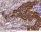 Legumain antibody, 50051-T56, Sino Biological, Immunohistochemistry frozen image 
