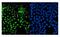 Pancreas Associated Transcription Factor 1a antibody, A03891-2, Boster Biological Technology, Immunofluorescence image 
