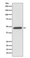 Neuronal Differentiation 1 antibody, M01038, Boster Biological Technology, Western Blot image 