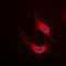 Desmin antibody, LS-C352127, Lifespan Biosciences, Immunofluorescence image 