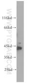 Creatine kinase B-type antibody, 18713-1-AP, Proteintech Group, Western Blot image 