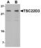 TSC22 Domain Family Member 3 antibody, LS-B10077, Lifespan Biosciences, Western Blot image 