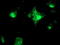 FXN antibody, TA504254, Origene, Immunofluorescence image 