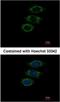 Peptidyl-prolyl cis-trans isomerase-like 1 antibody, NBP2-15080, Novus Biologicals, Immunofluorescence image 