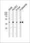 NFKB Inhibitor Epsilon antibody, orb338909, Biorbyt, Western Blot image 
