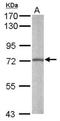 Aryl hydrocarbon receptor nuclear translocator-like protein 1 antibody, NBP2-15599, Novus Biologicals, Western Blot image 