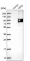 Outer dense fiber protein 2 antibody, HPA001874, Atlas Antibodies, Western Blot image 