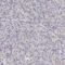 DNA dC->dU-editing enzyme APOBEC-3G antibody, HPA001812, Atlas Antibodies, Immunohistochemistry frozen image 