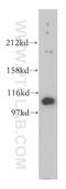 MORC Family CW-Type Zinc Finger 1 antibody, 14080-1-AP, Proteintech Group, Western Blot image 