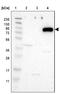 Sodium- and chloride-dependent glycine transporter 1 antibody, NBP1-81820, Novus Biologicals, Western Blot image 