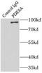High affinity cAMP-specific and IBMX-insensitive 3 ,5 -cyclic phosphodiesterase 8A antibody, FNab06262, FineTest, Immunoprecipitation image 