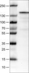 MKL/myocardin-like protein 2 antibody, NBP2-52970, Novus Biologicals, Western Blot image 