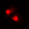 HAP antibody, LS-C352766, Lifespan Biosciences, Immunofluorescence image 