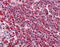 Heat Shock Protein Family A (Hsp70) Member 8 antibody, MBS565119, MyBioSource, Immunohistochemistry frozen image 