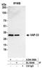 Vesicle-associated membrane protein-associated protein A antibody, A304-366A, Bethyl Labs, Immunoprecipitation image 