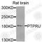 Pcp2 antibody, A8475, ABclonal Technology, Western Blot image 