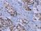 Id-3 antibody, LS-C403234, Lifespan Biosciences, Immunohistochemistry paraffin image 