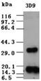 Fibroblast Growth Factor 2 antibody, ADI-905-832-100, Enzo Life Sciences, Western Blot image 