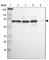 Methyl-CpG-binding domain protein 4 antibody, HPA002031, Atlas Antibodies, Western Blot image 