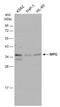N-Methylpurine DNA Glycosylase antibody, GTX129483, GeneTex, Western Blot image 