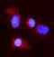 Claudin 3 antibody, A04393-4, Boster Biological Technology, Immunofluorescence image 