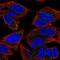 Trans-Golgi Network Vesicle Protein 23 Homolog A antibody, HPA060582, Atlas Antibodies, Immunofluorescence image 