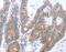 Protein Tat antibody, MBS2529739, MyBioSource, Immunohistochemistry frozen image 