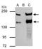 Slit Guidance Ligand 2 antibody, NBP2-20398, Novus Biologicals, Immunoprecipitation image 